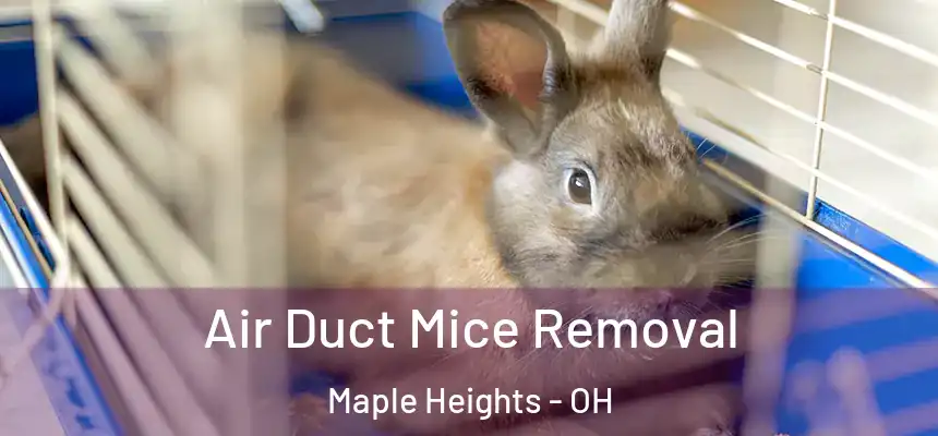  Air Duct Mice Removal Maple Heights - OH